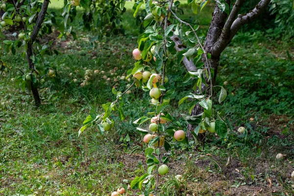 Eplegrener Fulle Grønne Epler Den Grønne Sommerdagen Med Regn – stockfoto