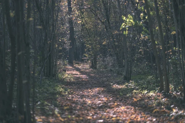 在深秋的树林中的自然旅游小道与一些彩叶和明亮的天空 复古的老电影外观 — 图库照片