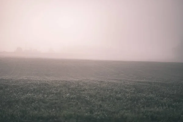 Miłe Zmysły Umysł Estetycznie Samotny Autumn Drzewa Ukrywa Się Mgły — Zdjęcie stockowe