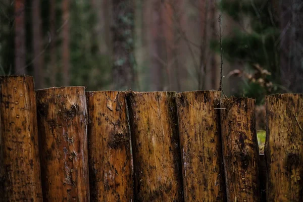 Старий Дерев Яний Trenshes Лісі Латвії Lozmetejkalns — стокове фото