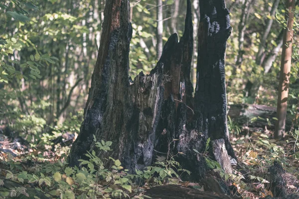 干燥的木材 树干踩踏纹理图案抽象纹理的倒下的破碎的树与年龄线 自然环境中的木制艺术 复古的老电影造型 — 图库照片