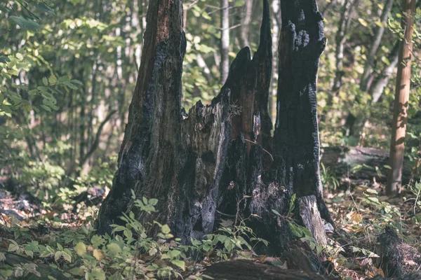 Legno Secco Tronco Albero Stomp Texture Modello Struttura Astratta Caduta — Foto Stock