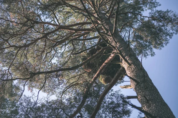 いくつかの紅葉と明るい空 ヴィンテージの古いフィルムの外観と晩秋の森の中で自然の観光トレイル — ストック写真