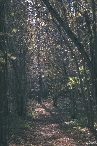 Sentier Touristique Naturel Dans Les Bois Fin Automne Avec Quelques — Photo