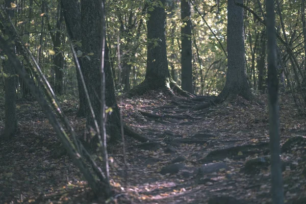 Δάσος Λεπτομέρειες Στα Τέλη Του Φθινοπώρου Στο Ύπαιθρο Κορμούς Δέντρων — Φωτογραφία Αρχείου
