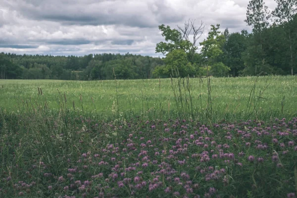 草や花から抽象模様の夏緑の草原 ラトビアの晴れた日 — ストック写真