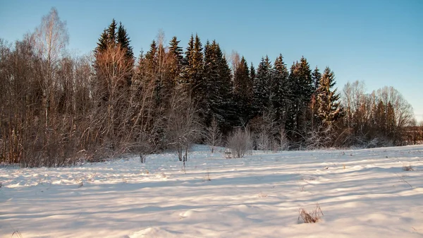 Vill Skog Vinteren Med Høyt Snønivå Sent Kvelden Før Solnedgang – stockfoto