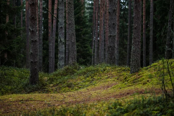 Mörka Hösten Skogen Med Gran Och Tall Träd Och Gröna — Stockfoto