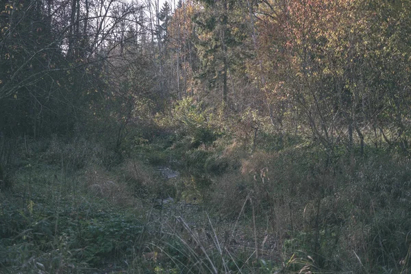 木の幹 紅葉の晴れた秋の日に空の枝と田舎で晩秋の森詳細 黄色の葉 ヴィンテージの古いフィルムの外観で地面が覆われて — ストック写真
