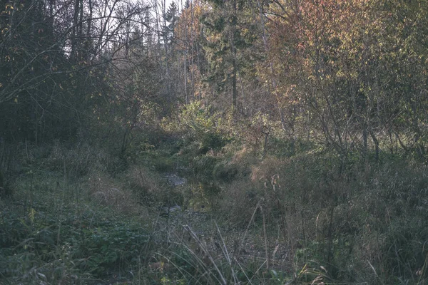 Dettagli Della Foresta Nel Tardo Autunno Campagna Con Tronchi Albero — Foto Stock