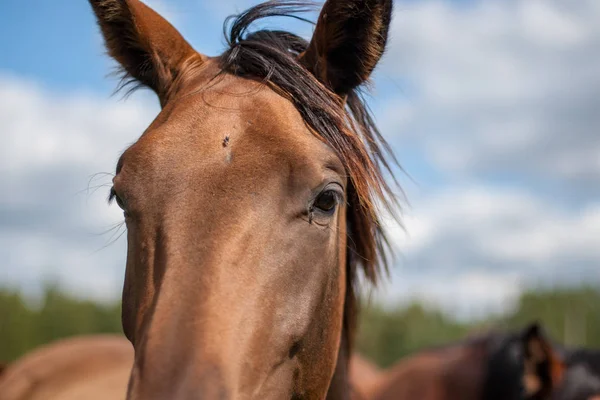 Närbild Brun Vildhäst Utfodring Grön Äng — Stockfoto