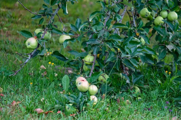 Gałęzie Drzewa Jabłko Pełne Zielone Jabłka Zielony Letni Dzień Deszczem — Zdjęcie stockowe
