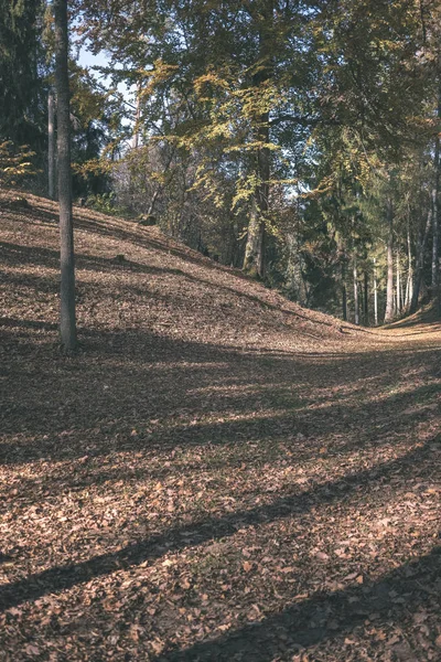 Détails Forêt Fin Automne Campagne Avec Troncs Arbres Feuilles Colorées — Photo