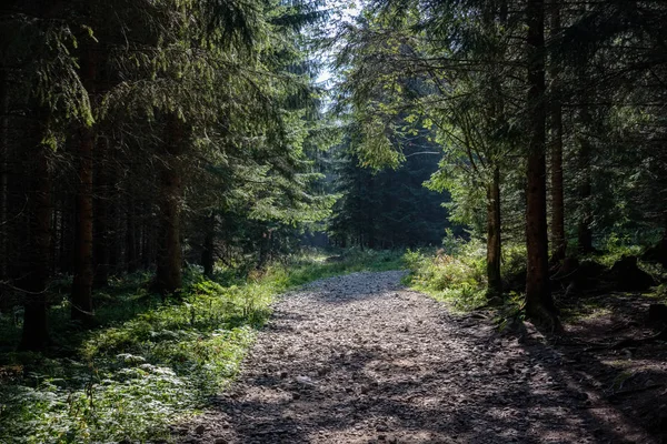 Route Gravier Campagne Dans Forêt Verte Menant Des Montagnes Slovaquie — Photo