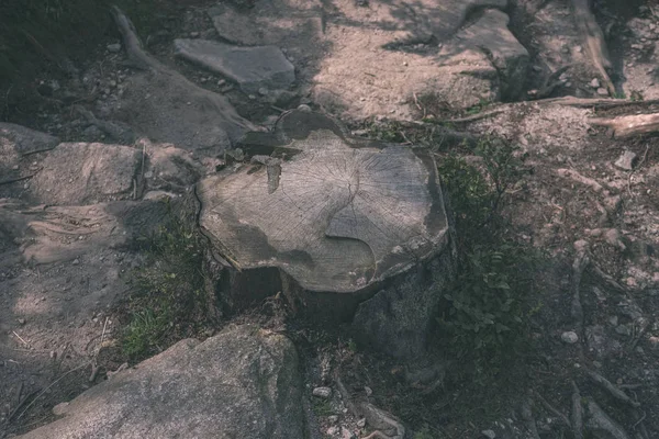 Close View Dry Tree Trunk Fallen Broken Tree Age Lines — Stock Photo, Image