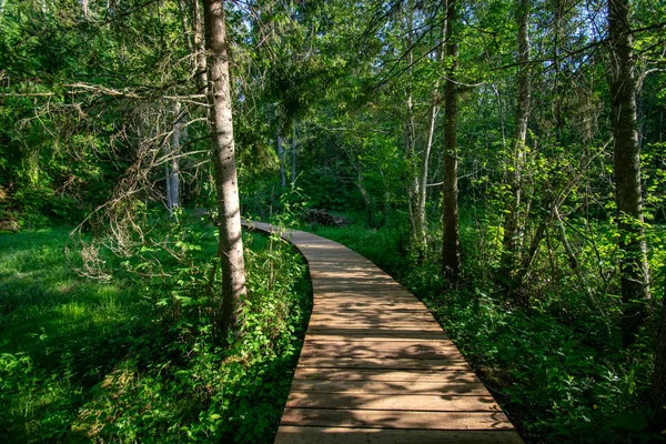 Sentier Pédestre Bois Dans Forêt Verte Été — Photo