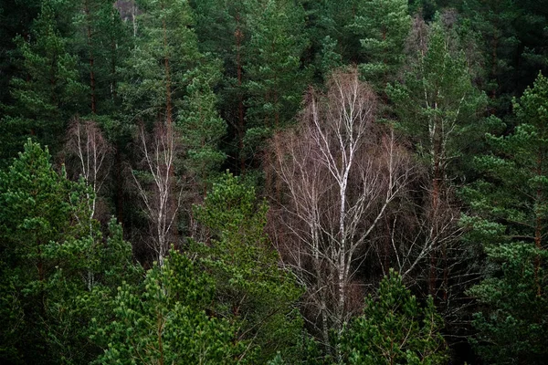 Vista Aerea Della Foresta Pini Nebbiosi Autunno — Foto Stock