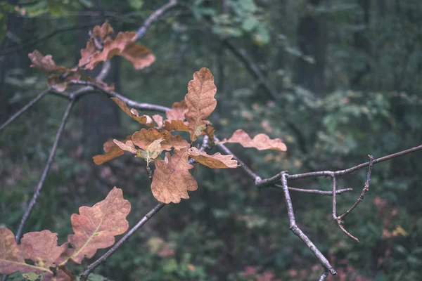 Zbliżenie Piękne Drzewa Liści Gałęzi Lesie Początku Jesieni — Zdjęcie stockowe