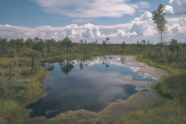 Schöne Sumpflandschaft Mit Wasserteichen Und Kleinen Kiefern Bei Hellem Tag — Stockfoto
