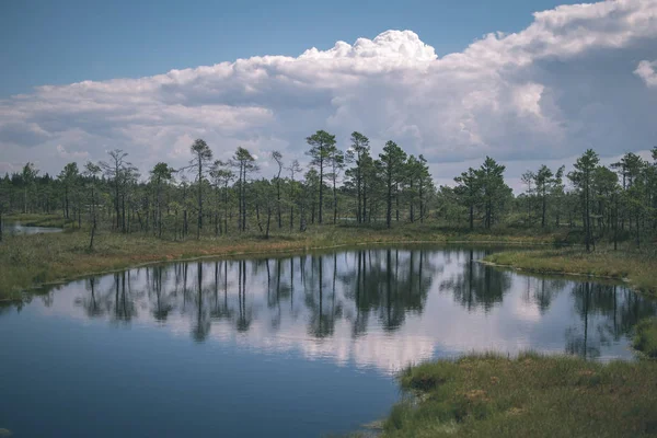 Bela Paisagem Pântano Com Lagoas Água Pequenos Pinheiros Dia Brilhante — Fotografia de Stock