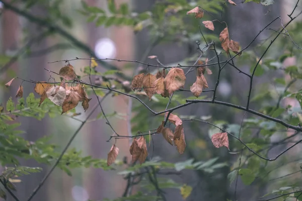 Close View Beautiful Tree Leaves Branches Forest Early Autumn — Stock Photo, Image