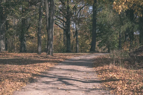 Country Gravel Road Autumn Colors Tree Alley Way Both Sides — Stock Photo, Image