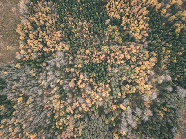 drone image. aerial view of rural area in autumn with yellow and red colored trees in forest from above. latvia, day of colorfull fall - vintage old film look