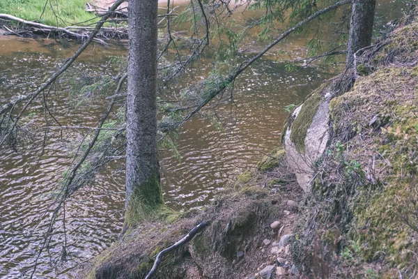 Vacker Stenig Bäck Skogen Sommaren Amata Floden Lettland Nära Cesis — Stockfoto