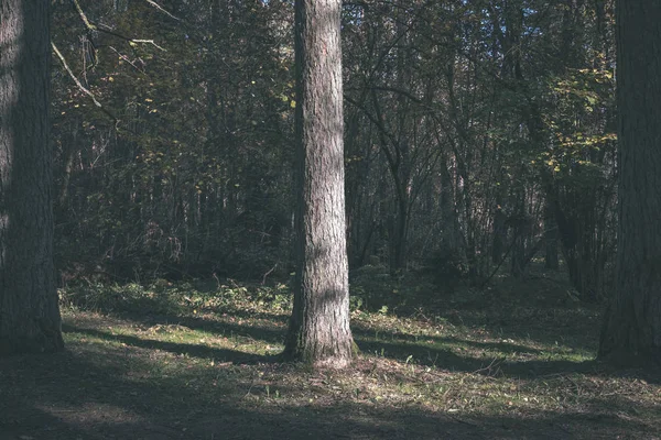 Detalhes Floresta Final Outono Campo Com Troncos Árvores Folhas Coloridas — Fotografia de Stock