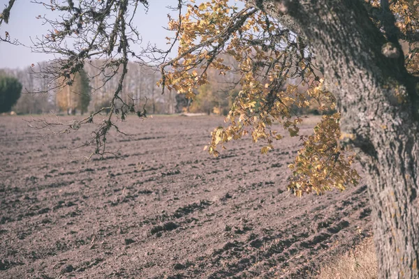 在深秋的明亮日光下 空旷的新耕种的农田 旁边有五颜六色的树木 复古的老电影造型 — 图库照片
