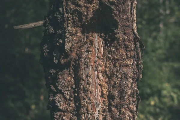 Vista Cerca Del Tronco Árbol Seco Árbol Roto Caído Con — Foto de Stock