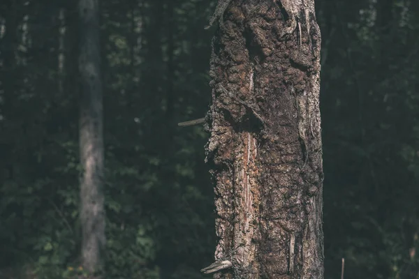 Vista Cerca Del Tronco Árbol Seco Árbol Roto Caído Con — Foto de Stock