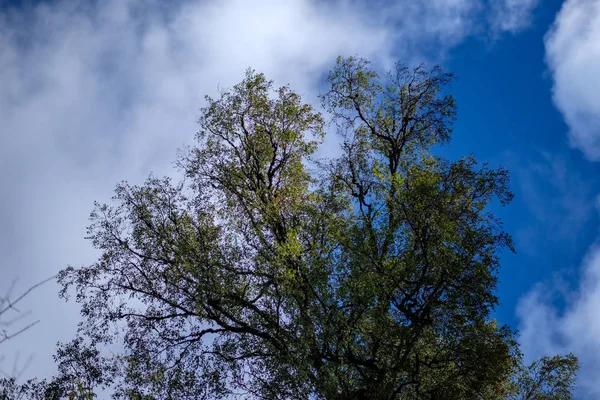 Χαμηλή Γωνία Προβολή Από Μεγάλα Δέντρα Κατά Της Μπλε Του — Φωτογραφία Αρχείου