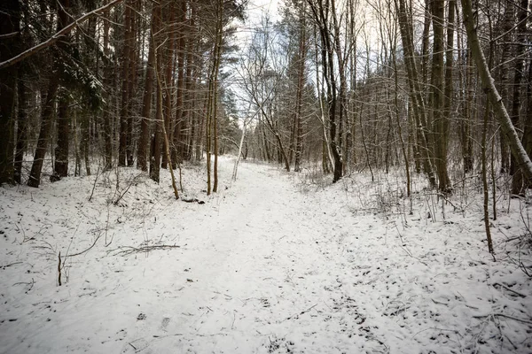 Wilde Bos Winter Met Hoog Niveau Van Sneeuw Laat Avond — Stockfoto