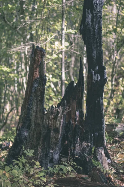 Legno Secco Tronco Albero Stomp Texture Modello Struttura Astratta Caduta — Foto Stock