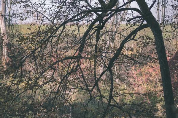 Világos Sárga Színű Nyírfa Levelek Ágak Ősszel Természetes Texturált Háttér — Stock Fotó