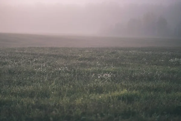 Приємні Відчуття Або Розум Естетично Самотні Осінні Дерева Ховаються Тумані — стокове фото