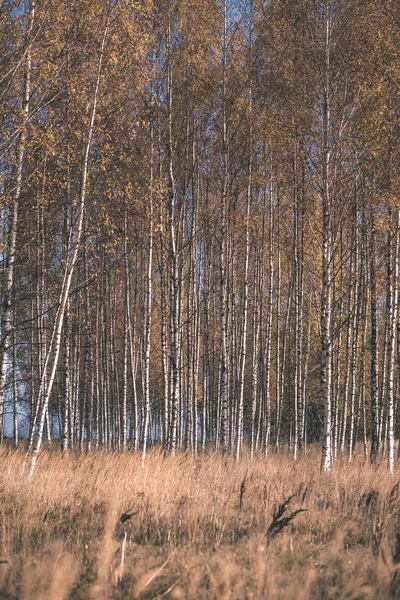 Leuchtend Gelb Gefärbte Birkenblätter Und Äste Herbst Strukturierter Natürlicher Hintergrund — Stockfoto