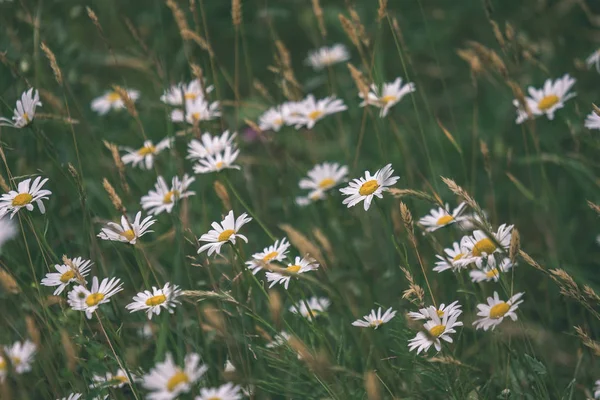 Sommerblumenmuster Auf Einer Grünen Wiese Mit Blauen Und Weißen Blumen — Stockfoto