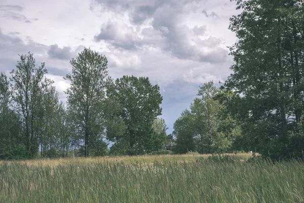 Gewitterwolken Über Grüner Wiese Und Einigen Bäumen Sommer — Stockfoto