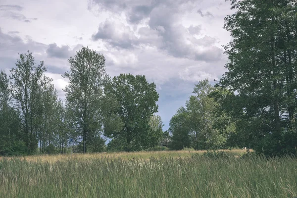 Nuvole Tempesta Sul Prato Verde Alcuni Alberi Estate — Foto Stock