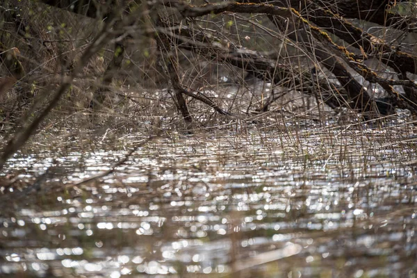 Lake Shore Distinct Trees Green Summer Braches Reaching Water Sinking — Stock Photo, Image