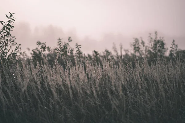 Красивые Изгибы Травы Осеннем Тумане Сельской Местности Мелкой Глубиной Резкости — стоковое фото