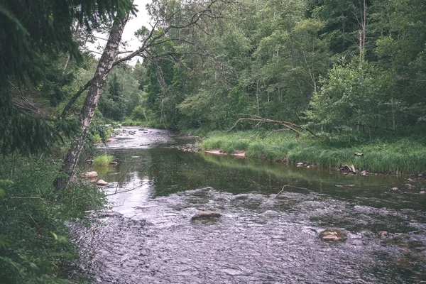 Ruisseau Rocheux Rivière Profondément Dans Forêt Été Rivière Amata Lettonie — Photo