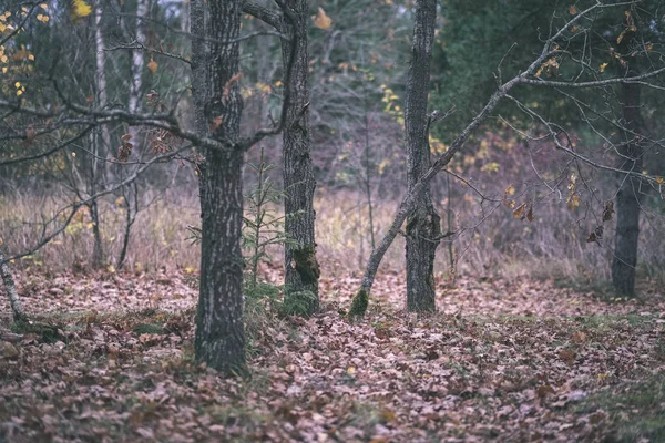 Osamělé Stromy Poslední Barevné Listí Větvích Krátce Před Zimní Nudné — Stock fotografie