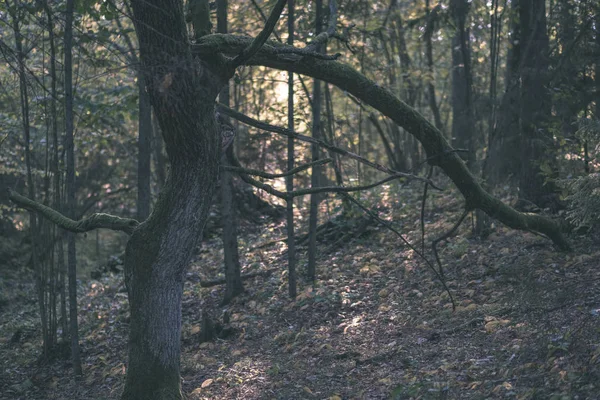 Details Van Het Bos Late Herfst Platteland Met Boomstammen Gekleurde — Stockfoto