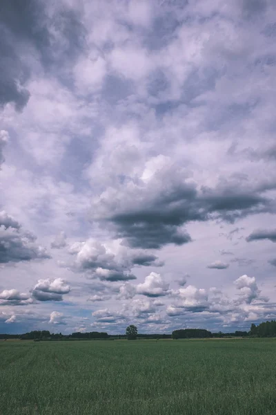 Storm Wolken Boven Groene Weide Enkele Bomen Zomer — Stockfoto