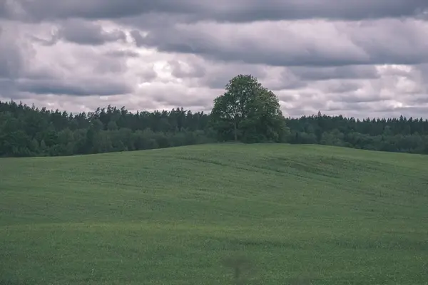 Lato Zielony Łąka Abstrakcja Szablon Trawy Kwiatów Słoneczny Dzień Łotwie — Zdjęcie stockowe