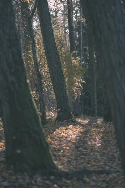 Φυσικό Τουριστικά Μονοπάτι Στο Δάσος Στα Τέλη Του Φθινοπώρου Μερικά — Φωτογραφία Αρχείου