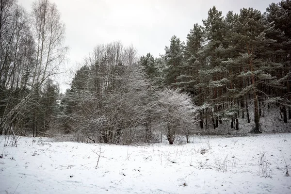 Foresta Selvaggia Inverno Con Neve Tarda Sera Prima Del Tramonto — Foto Stock